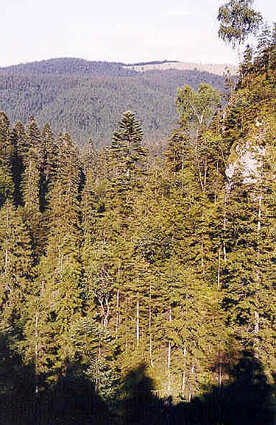 Imagen del bosque desde un mirador de roca.