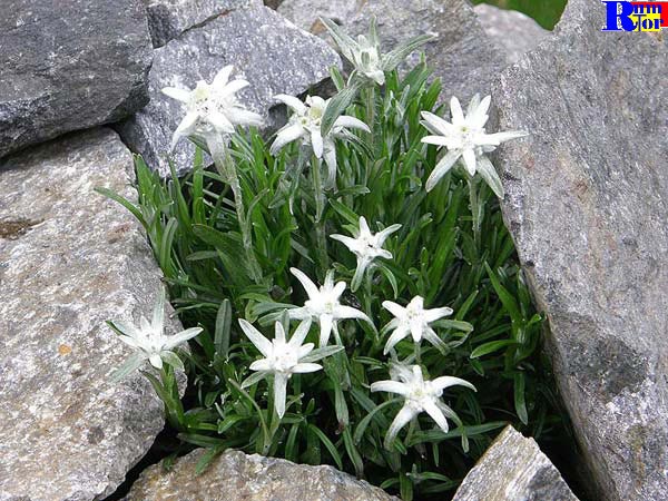 Edelweiss o floare de Colt