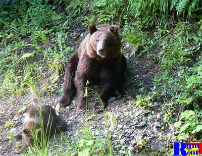 Osa con su osezno en las cercanas de la carretera Transfagarasan.