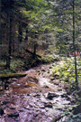 Corriente de agua en el interior del bosque.