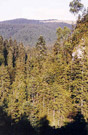 Imagen del bosque desde un mirador de roca.