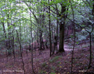 El bosque del castillo de Poienari.
