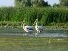 Pelícanos en el delta del Danubio, Reserva de la Biosfera. Rumania.