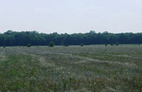 Terreno en Caciulati, cercanas de Bucarest, Rumania.