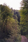 Camino que conduce a la entrada de la zona ms protegida del bosque.